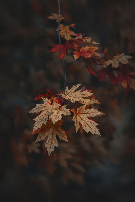 Привкус осениphoto preview