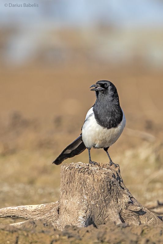 Сорокаphoto preview