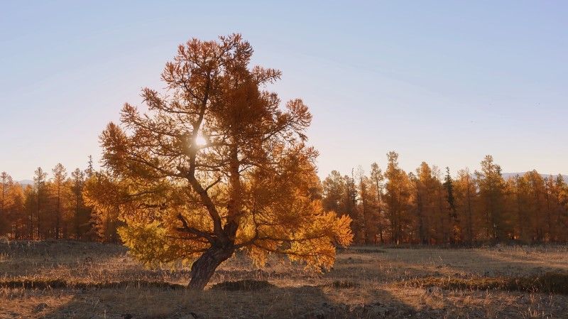природа,осень,алтай,лиственница,солнце,утро,курайскаястепь Осеннее солнцеphoto preview