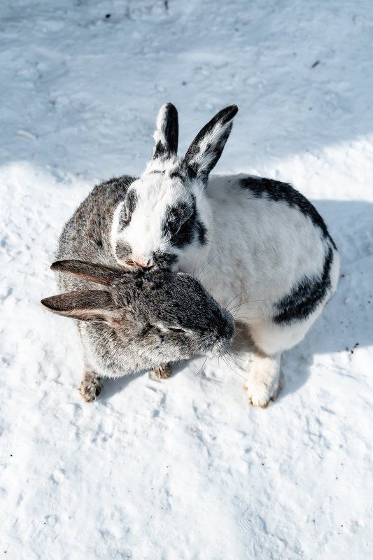 wildlife; water; natural; safari; park; sea; outdoor; wilderness; river; young; africa; snow; black; national; migration; ocean; big; buffalo; asian; tan; isolated on white; cut-out; whiskers; animal themes; bunny rabbit; sitting; beige; portrait; brown;  two rabbits in a Sami villagephoto preview