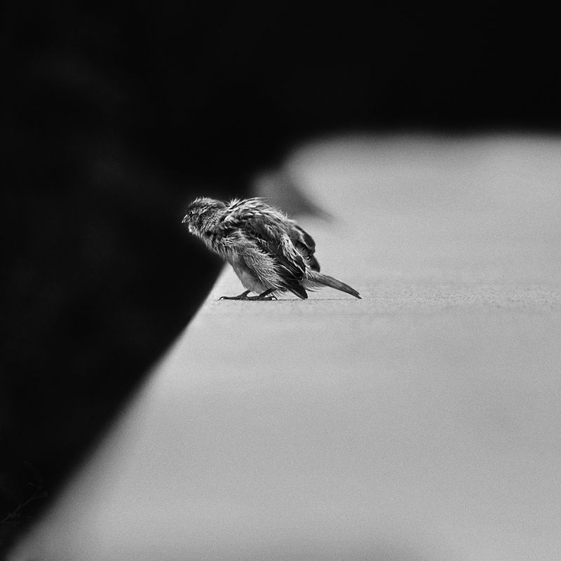 чб фото, птицы и город, Воробьиphoto preview