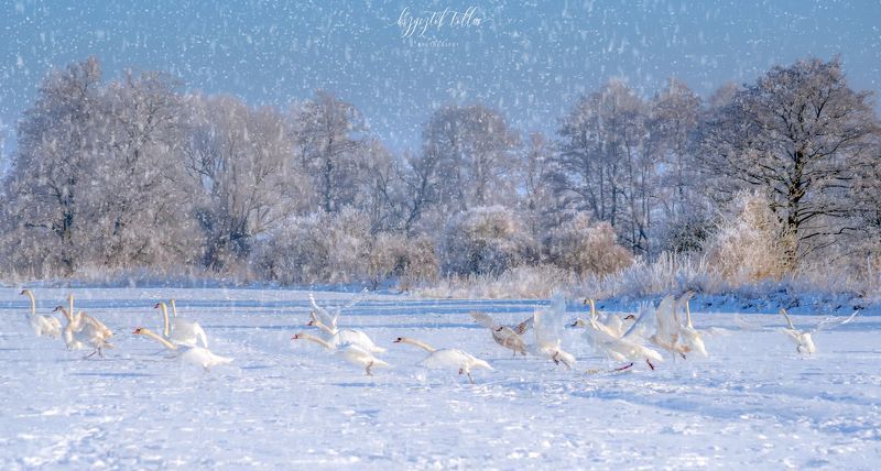 swans, winter, morning, snow, flying swans, landscape, nature, calm, field, sky, winter atmosphere, light In pursuit of peace, tranquility and the beauty of naturephoto preview