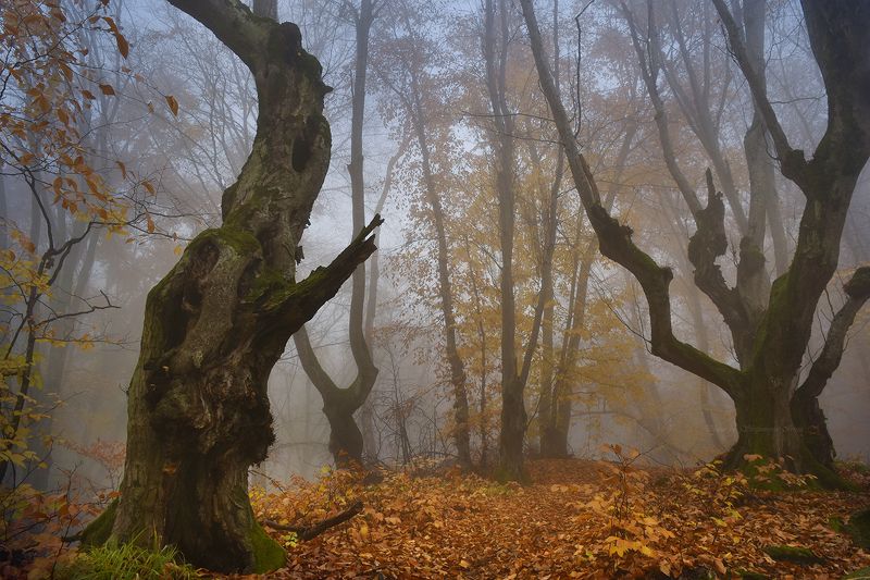 Диалог лесных чудищphoto preview