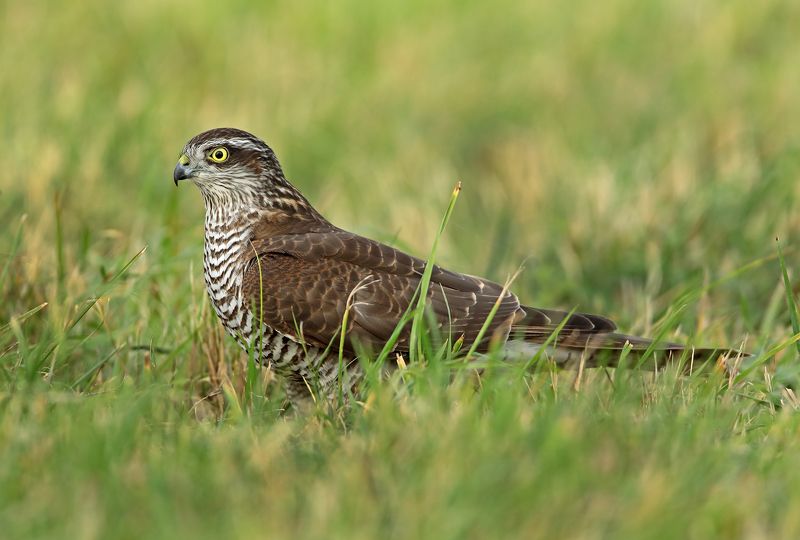 Ястреб перепелятник.photo preview