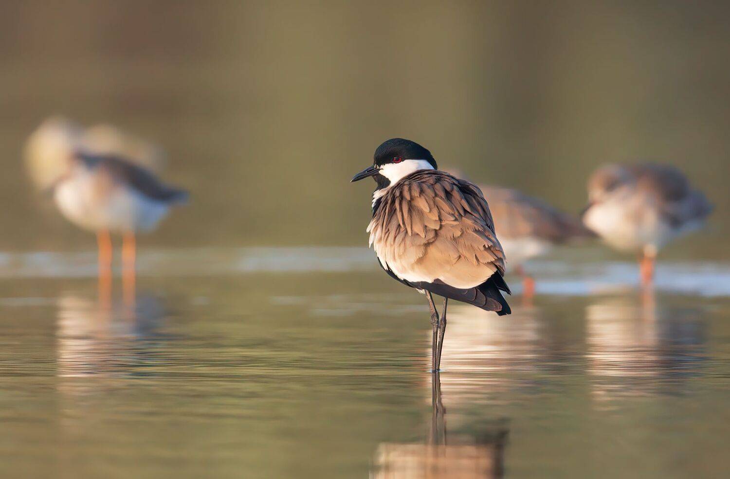 ***. Автор: Евгений Фруман , Евгений Фруман