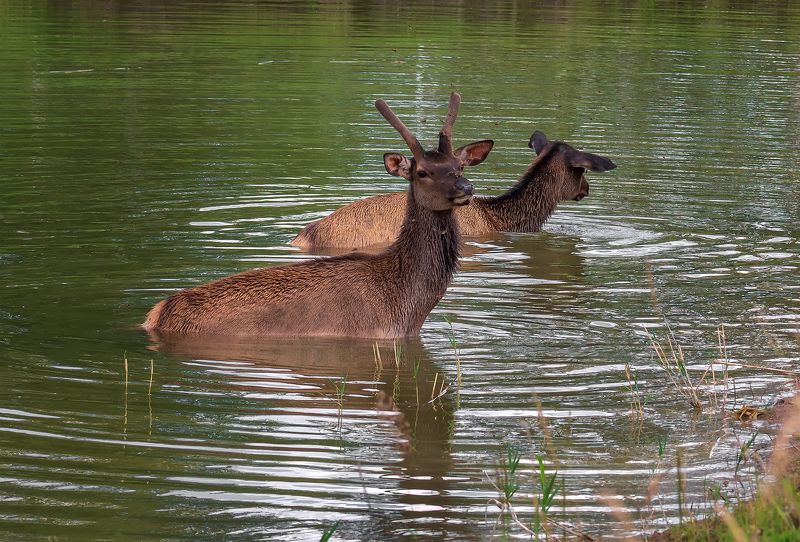 животные, маралы, лето, жара, озеро, Маралыphoto preview