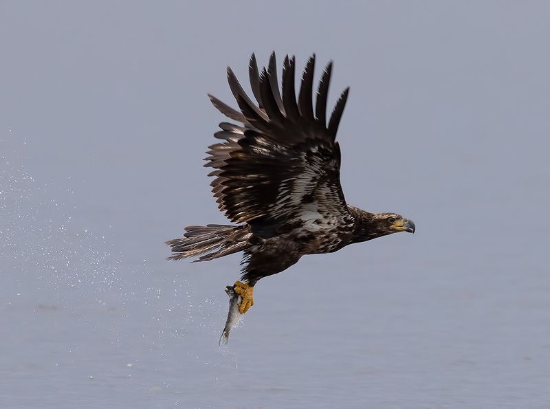 хищные птицы, eagle, орел, florida, raptor, флорида, bald eagle Bald Eagle - Белоголовый Орлан. Молодойphoto preview