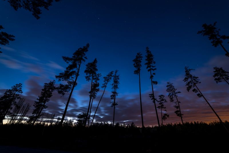 вечер, лес, титовка Поздний вечерphoto preview