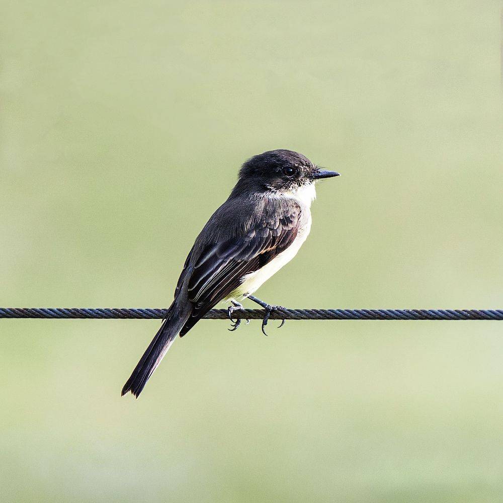 , Леонид Дьяченко