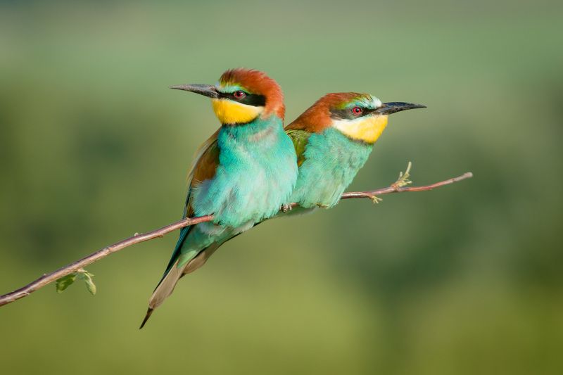золотистая щурка, птицы, лето, birds, wildlife, bee-eater Щ - значит щуркиphoto preview