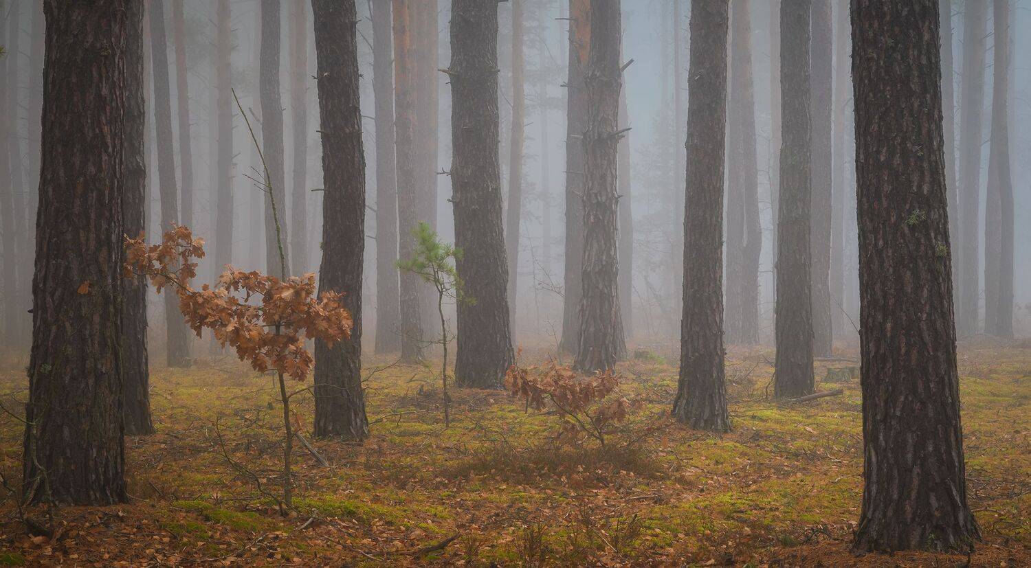 Ноябрьским утром. Автор: Дмитрий Захаров , Дмитрий Захаров