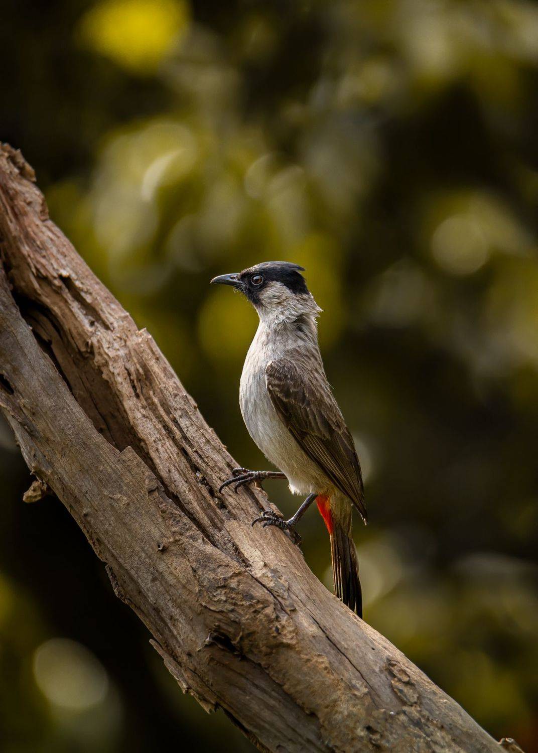 birds, animals, wildlife, sooty-headed bulbul, птицы, золотобрюхий настоящий бюльбюль, пернатые, Токарев Олег