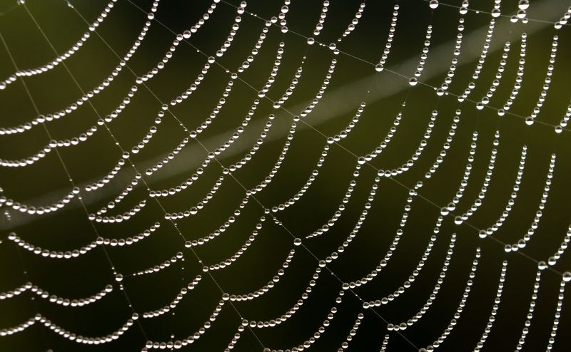 #background #wallpaper #drops #waterdrops #Naturebackground   #nature #каплиросы #роса #dew #macro #макро Dewdropped spider webphoto preview