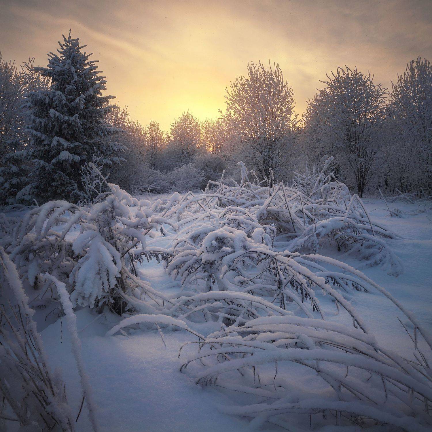 Пушистый зимний вечер. Автор: Смольский Евгений зима, снег, иней, закат, лес, Смольский Евгений