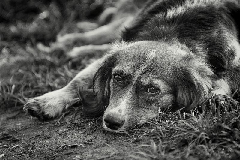 Каштанкаphoto preview