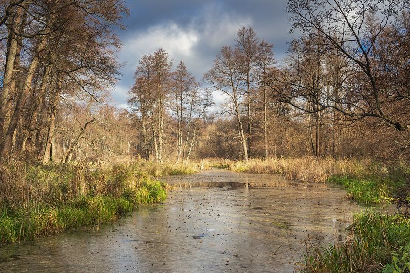 осень, лес, вода, река photo preview