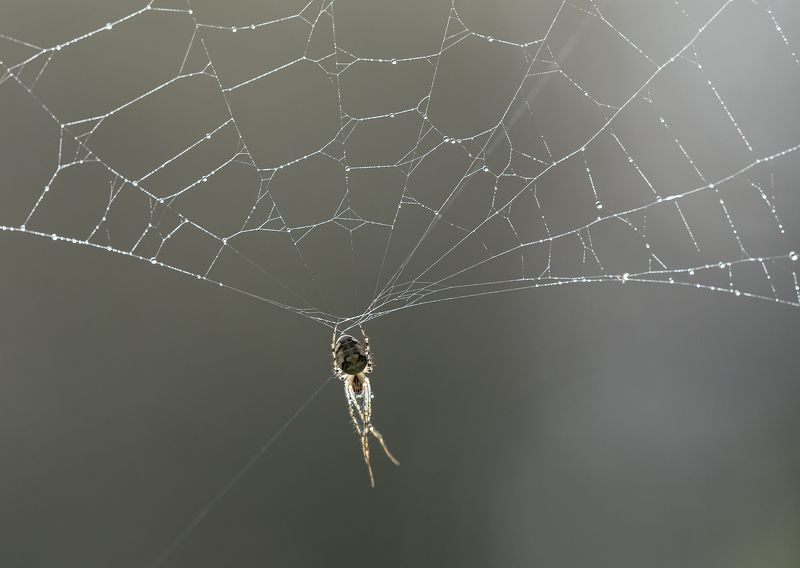 природа, паук, паутина Молодой десантникphoto preview