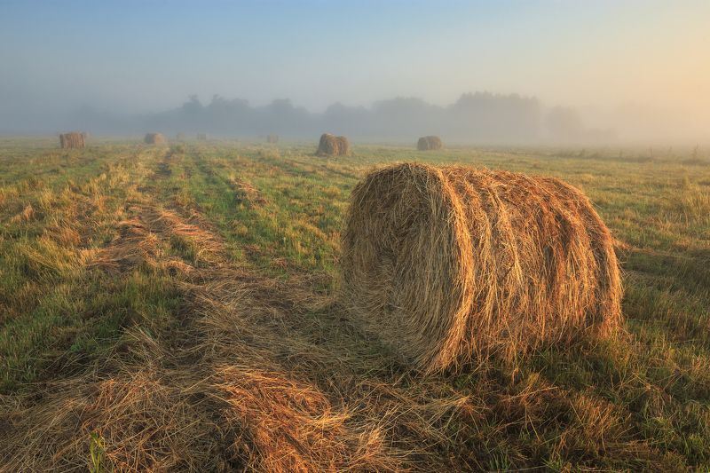 2021, россия, пейзаж, поле, утро, туман, стог, трава, сено, лес, лето Запах сена и туманаphoto preview
