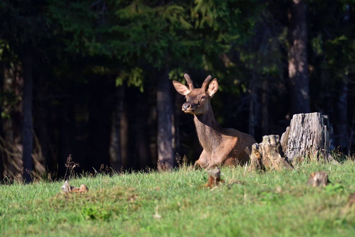 лес,животные,олень, Виталий Полуэктов
