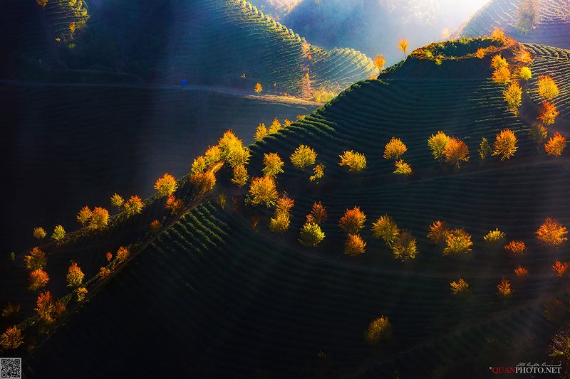 quanphoto, landscapes, nature, sunlight, trees, blossom, mountains, hill, vietnam Changing of the Seasonsphoto preview