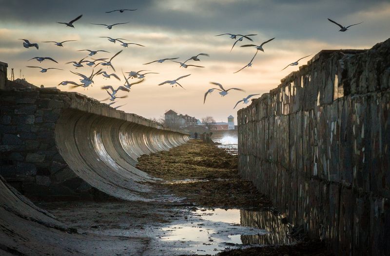 осень, чайки, море, шторм Время летатьphoto preview