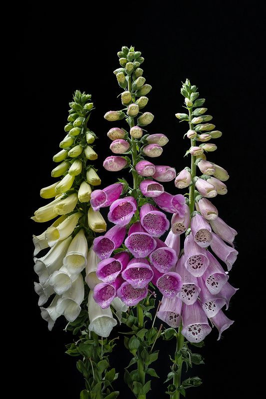 цветы, наперстянка, флора, цветение, дигиталис, лепестки, растения Триоphoto preview