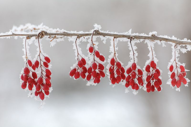 барбарис, чёрный шиповник, красная облепиха, зима, ягода, снежинка, зимняя ягода.. фото превью