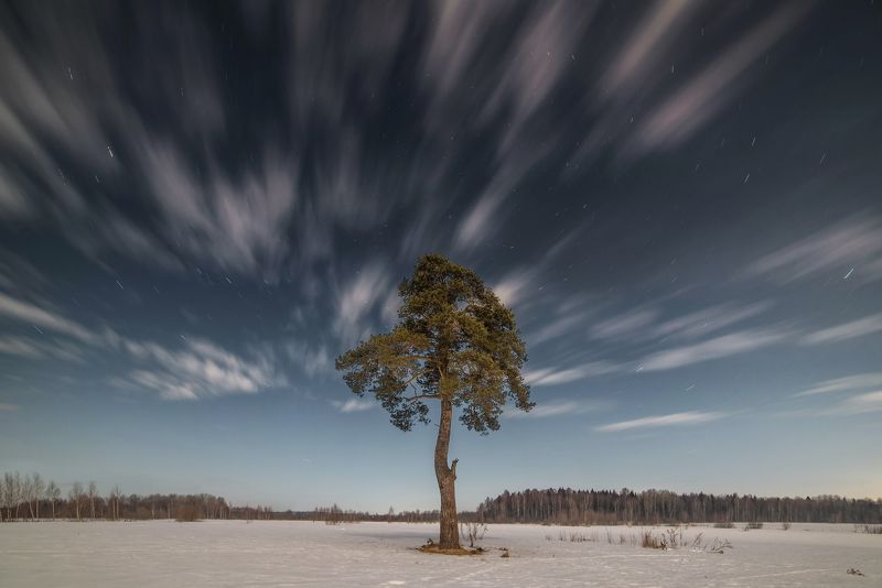 сосна, звезды, небо, облака, снег, звездные, треки Одинокая сосна под звёздамиphoto preview