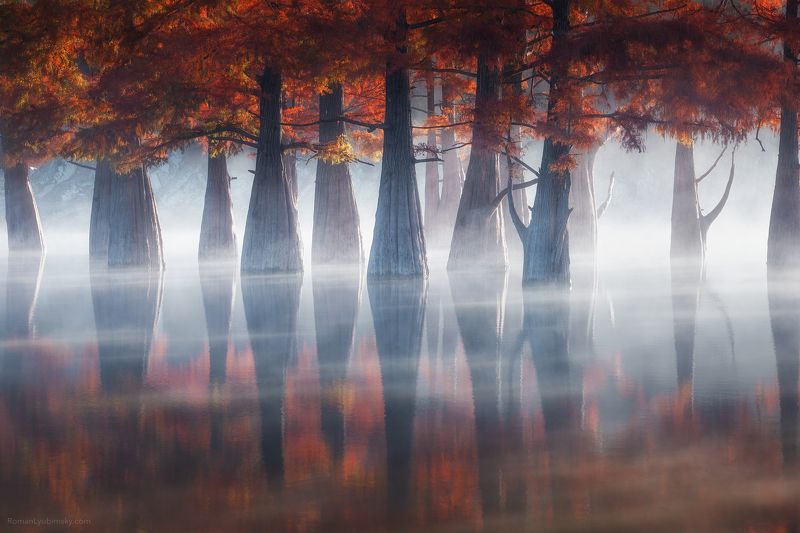 деревья, пейзаж, новороссийск, россия, анапа, кипарисы, утро, рассвет, мистика. Магия рассветаphoto preview