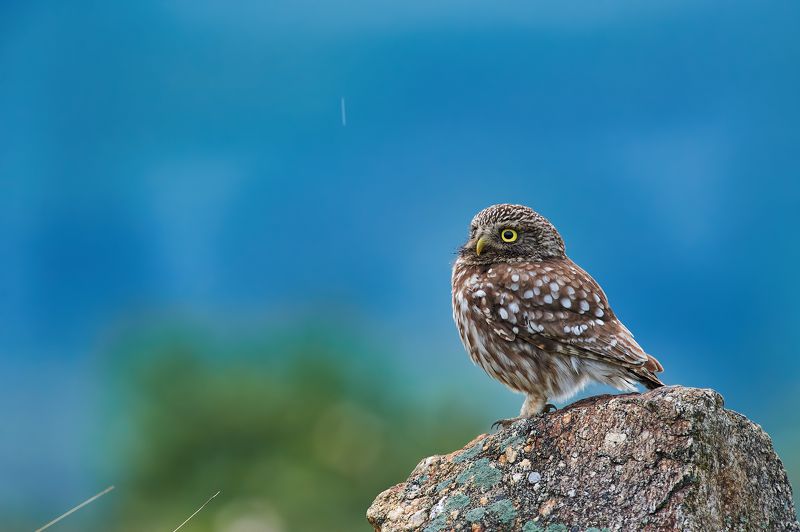 nature, wildlife, birds, owls ***photo preview