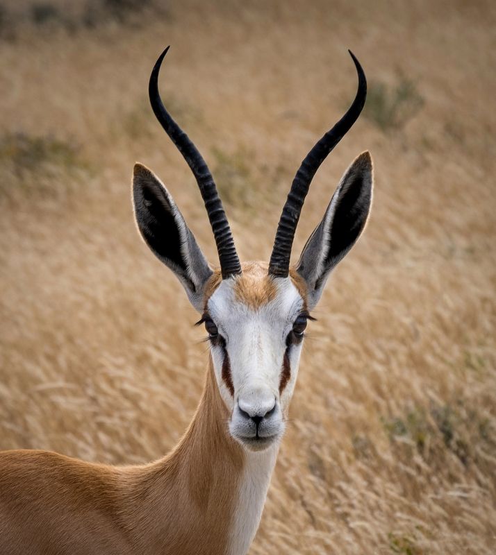 дикие животные, сафари, антилопа, спрингбок, африка, намибия, нд, намибия 2021 Портрет спрингбокаphoto preview