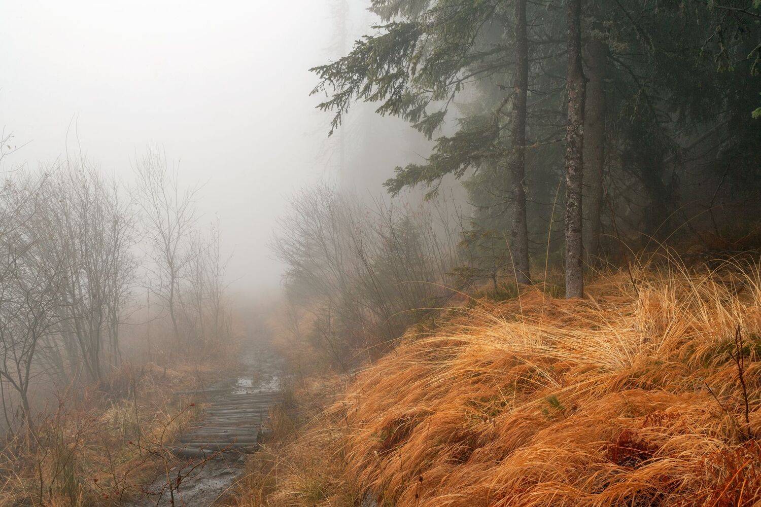 , Александър Сандев