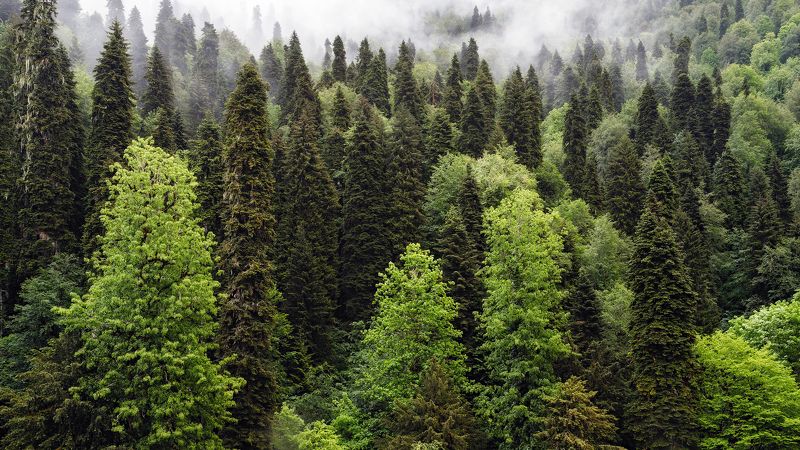 пейзаж Рицинский реликтовый национальный паркphoto preview