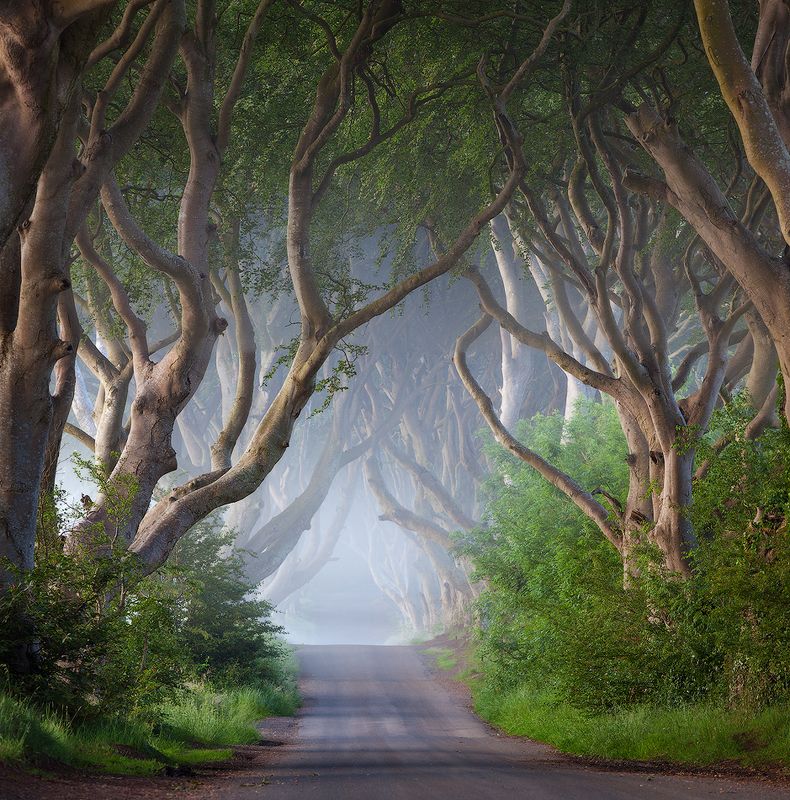 the dark hedges, northern ireland The Dark Hedgesphoto preview