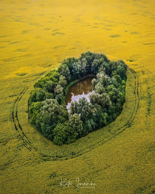 Озеро в подсолнухахphoto preview