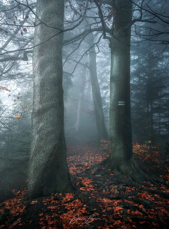 Pieniny Mountainsphoto preview
