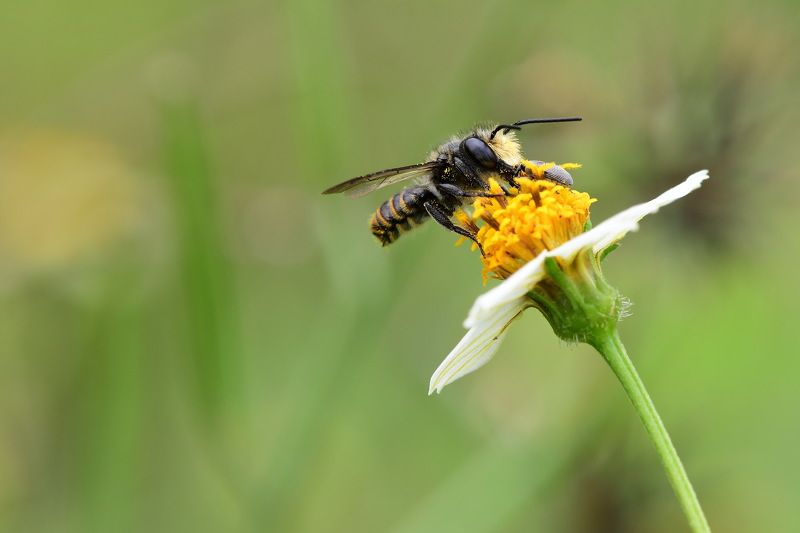 denis moura, mogi das cruzes, brasil, bee Abelhaphoto preview