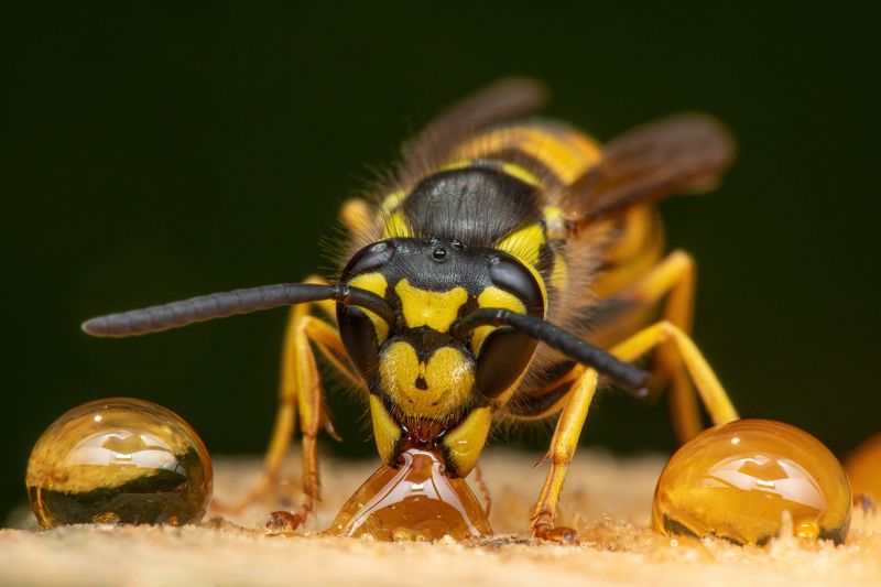 wasp, insect, animal, fauna, macro, face, eyes, sweet, portrait Hungryphoto preview