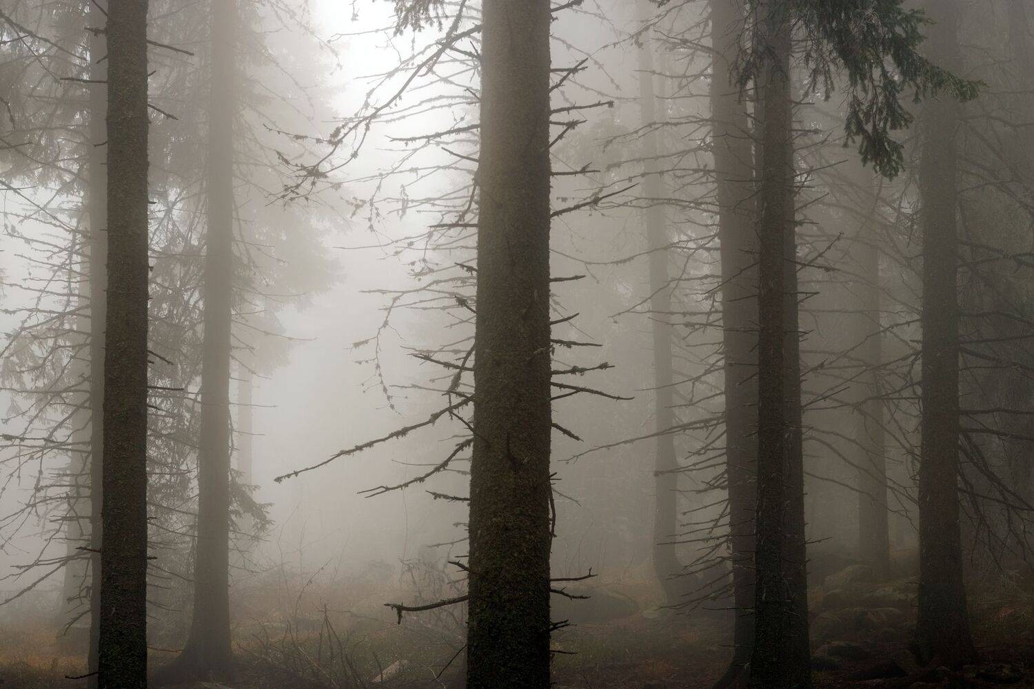 , Александър Сандев