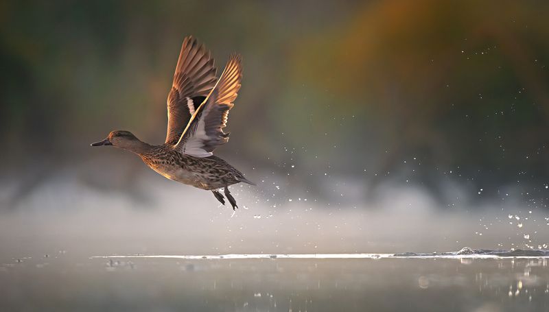 Anas creccaphoto preview