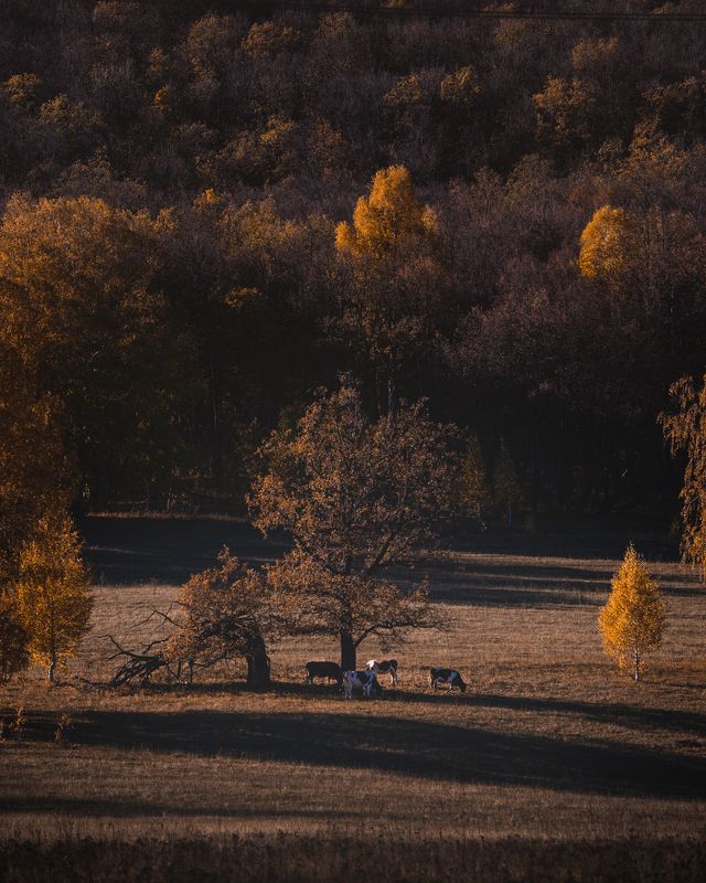 на лугу пасутся  photo preview