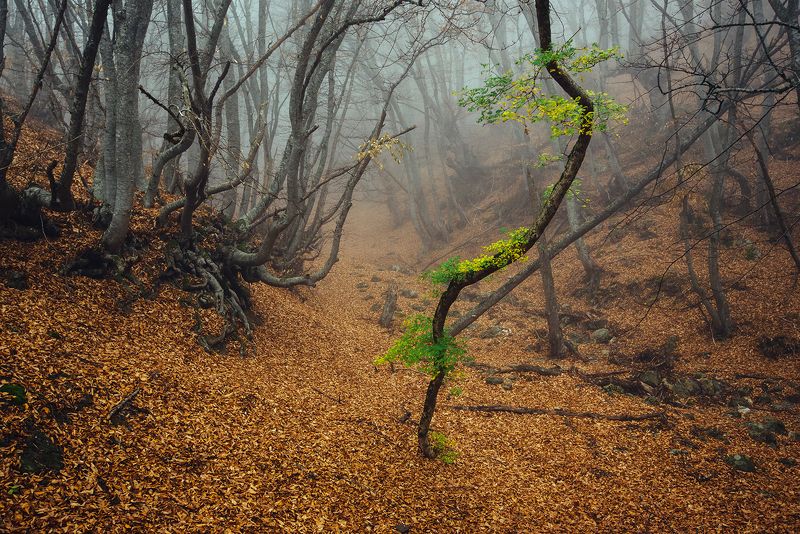 крым ***photo preview