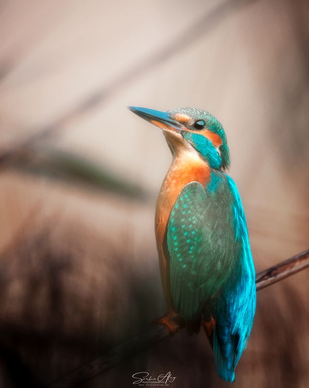 bird birdphotography kingfisher eisvogel vogel wildlife animal nature  The Kingfisherphoto preview