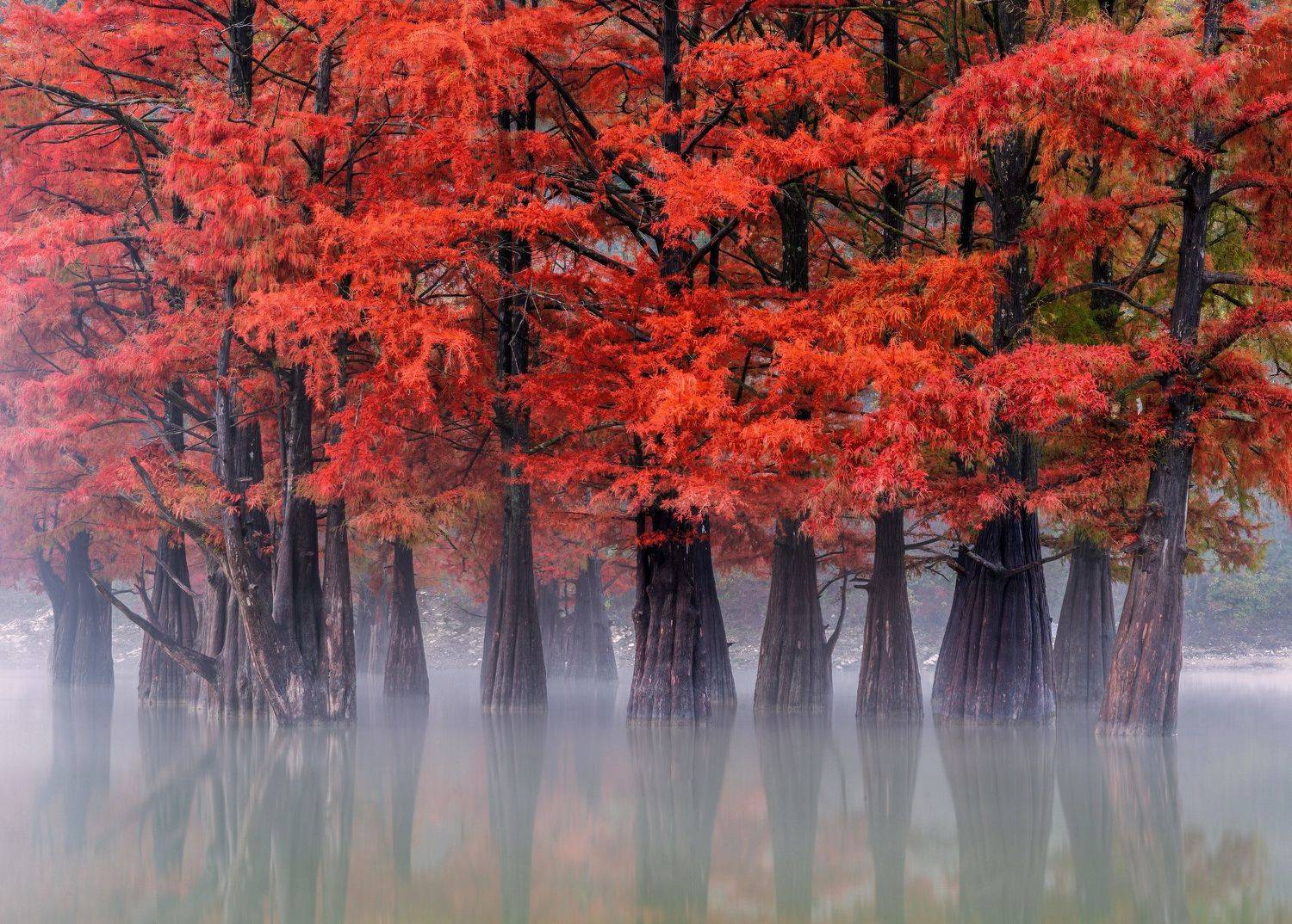 Болотные кипарисы. Автор: Валерий Одинцов , Валерий Одинцов