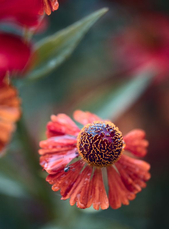 цветок, макро Любимые цветы тещиphoto preview