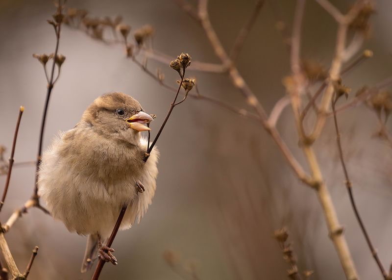 Sparrowphoto preview