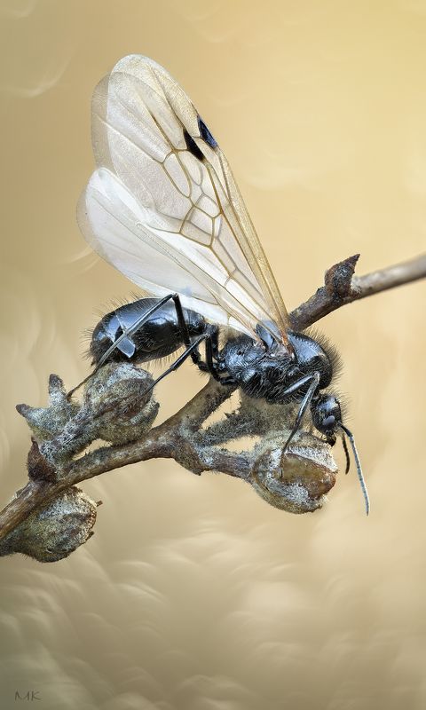 роение, муравей, крытатый, flying, ants, wings Роение муравьевphoto preview