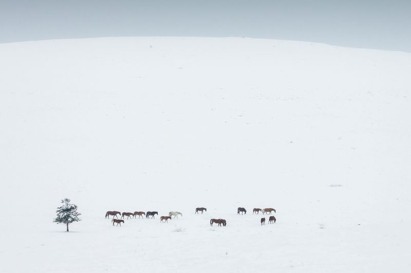 зима, лошади, снег Зимний караванphoto preview