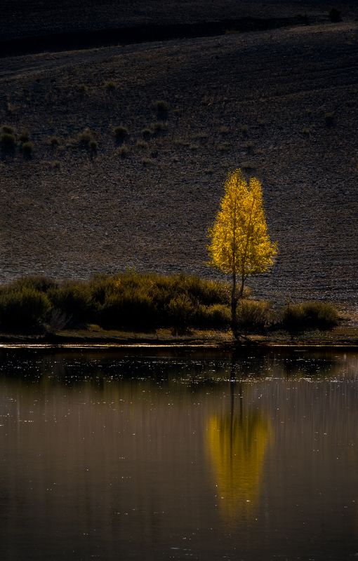 одиночество, дерево, отражение, осень, что такое осень?, нд, алтай, вода, озеро, lake, зеркало, mirror, loneliness, tree, reflection, autumn, золотой алтай нд, золотой алтай Одиночествоphoto preview