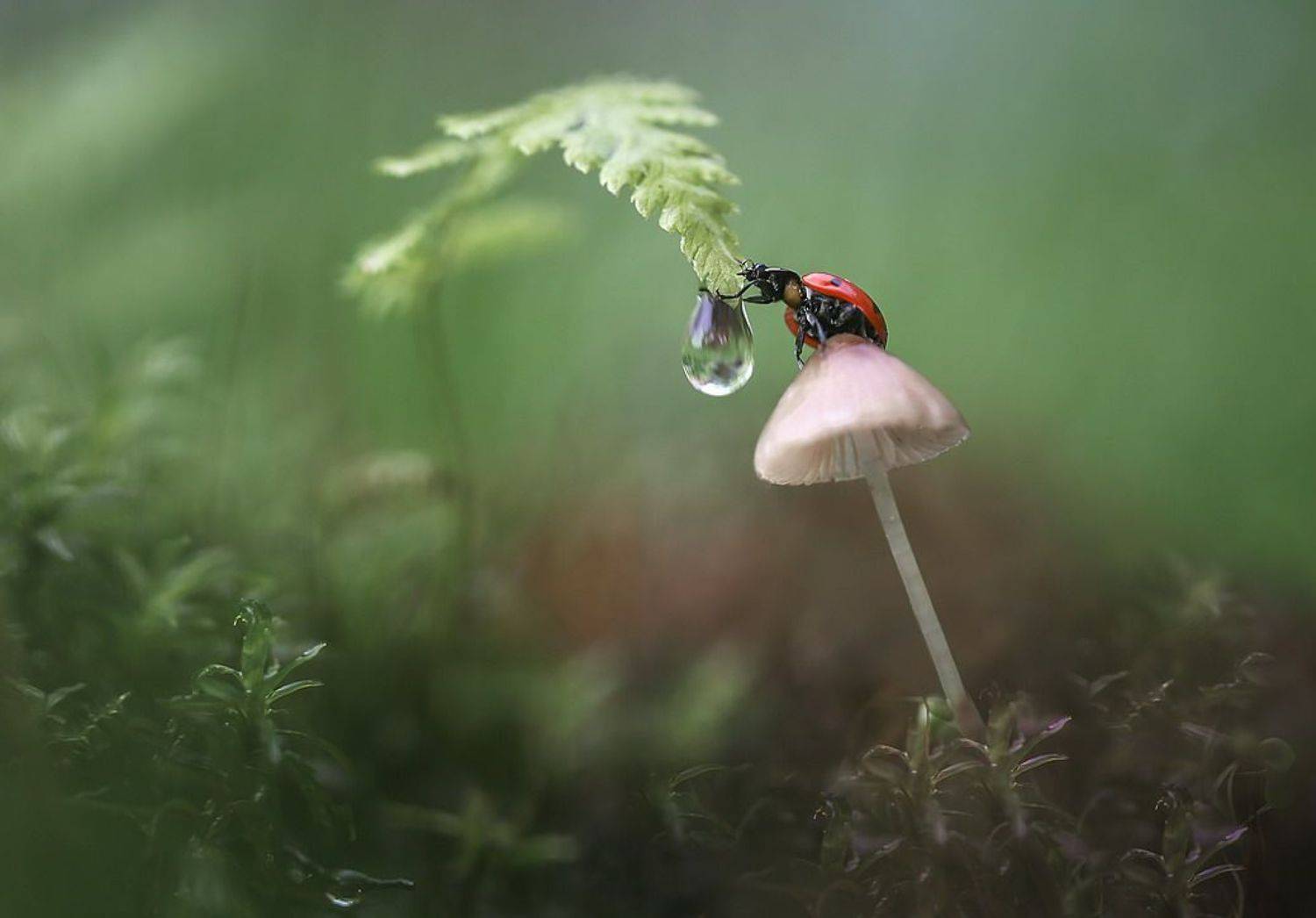 , Вячеслав Мищенко